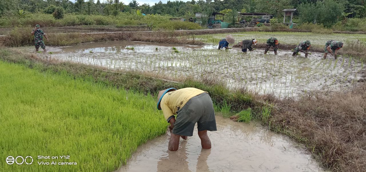 Babinsa Koramil 1710-03/Kuala Kencana Bantu Petani Tanam Padi 1 WhatsApp Image 2022 04 27 at 16.40.15