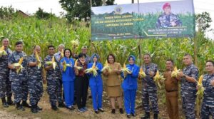 Danlantamal IX Panen Raya Jagung Perdana di Telaga Kodok