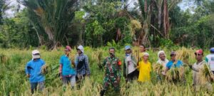 Babinsa Koramil Waropen Bawah Bersama Warga Panen Padi