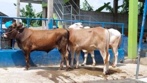 Pemkot Ambon Sediakan 60 Ekor Hewan Kurban Jelang Idul Adha