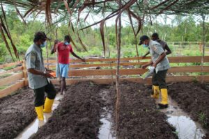 Satgas TMMD Kodim Merauke Gandeng Distan Beri Penyuluhan dan Praktek Berkebun
