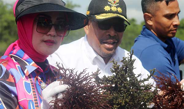 Gubmal MI Panen Rumput Laut Evu