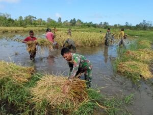 Dukung Ketahanan Pangan, Satgas TNI Yonif 123/RW Bantu Panen Padi