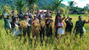 Satgas TNI 126/KC Bantu Panen Padi Penuhi Kebutuhan Pangan Masyarakat