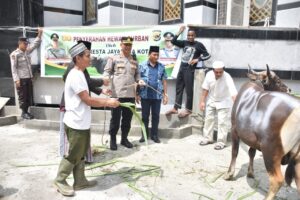 Idul Adha 1443 H, Polresta Jayapura Kota Berkurban 4 Ekor Sapi