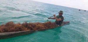 Koramil 1507-03 Selaru Bersama Masyarakat Adaut Panen Rumput Laut