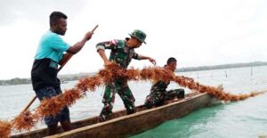 Satgas Pamputer Kodim Saumlaki Bantu Warga Lamdesar Timur Bersihkan Rumput Laut