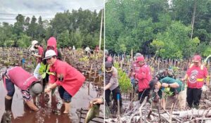 PBB – Pencinta Alam Tanam 500 Pohon Bakau di Pantai Jembatan Merah Jayapura 