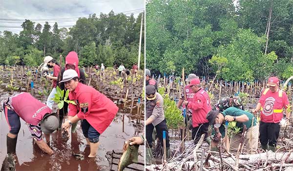 Pemuda Batat ber 1 Tanam 500 mangrove