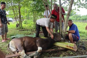Polres Keerom Potong 2 Ekor Hewan Qurban dan Salurkan Kepada Masyarakat