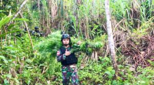 Satgas Pamtas RI-PNG Temukan Ladang Ganja Seluas 5 Hektar di Waris
