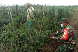 Babinsa Koramil 1707-05/Merauke Bantu Panen Cabe Milik Pak Soiman