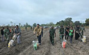 Tingkatkan Ketahanan Pangan, Korem 174/ATW Gandeng BPTPP Tanam Jagung