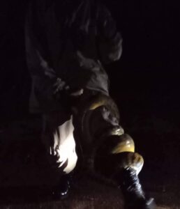 Naas, Anggota Satpol PP Provinsi Papua Tewas Dililit Ular
