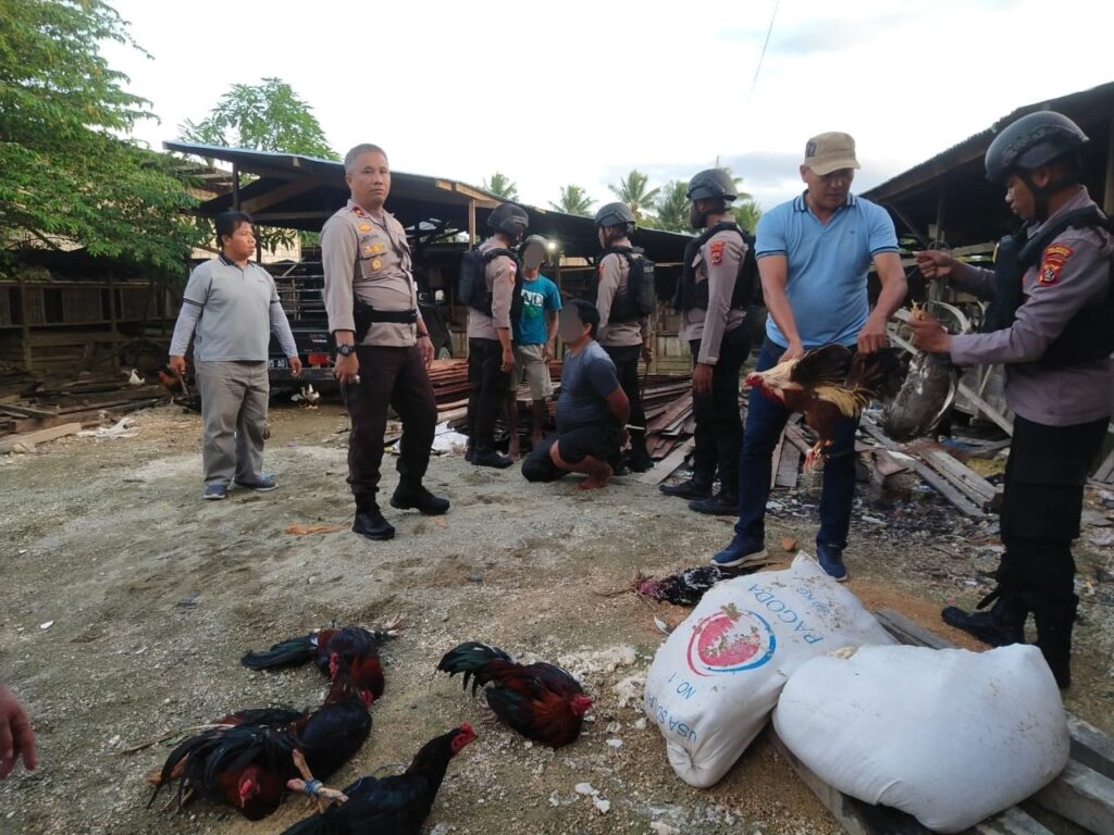 Polisi Grebek Lokasi Judi Sabung Ayam di Koya Timur, 3 Pelaku Ditangkap