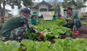 Dukung Ketahanan Pangan, Koramil Selaru Panen Sayuran di Lahan Sendiri