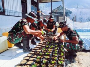 Satgas TNI Budidaya Pembibitan Kopi Arabika 113 Mulia Super