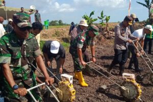 Danramil Merauke Bersama Pemda Tanam Jagung Hibrida Program Lahan Khusus