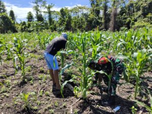 Sukseskan Ketahanan Pangan, Kodim Yahukimo Dampingi Petani Jagung Di Dekai