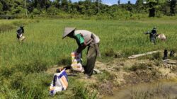 Personel Kodim Yahukimo Bantu Pemupukan Dan Penyemprotan Hama Tanaman Padi 17 WhatsApp Image 2022 11 03 at 05.56.24