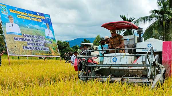 Pj Gubernur PB panen padi di Kampung Desai Distrik Prafi Manok