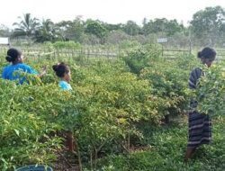 Legislator Maluku : Pupuk – Benih Tanaman Holtikultura Bantu Ekonomi Petani Aru