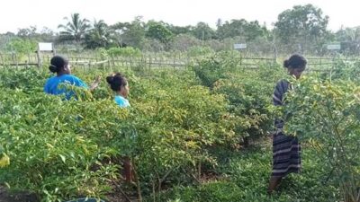 Petani Aru
