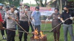 Polres Keerom Musnahkan 1,714,92 Gram Ganja, 2 Pelaku Terancam 20 Tahun Bui 15 IMG 20230413 WA0008