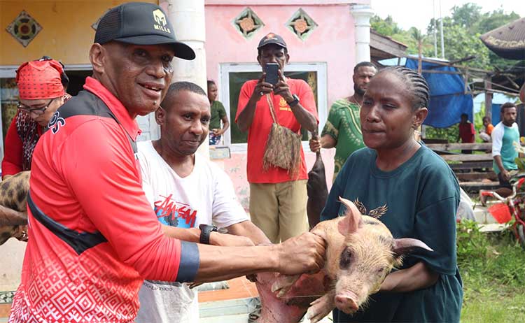 BTM Salurkan Bantuan 1000 babi ke Sarmi2