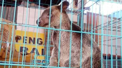 Razia di Atas KM Dobonsolo, Aparat Kepolisian Amankan 7 Kanguru asal Papua