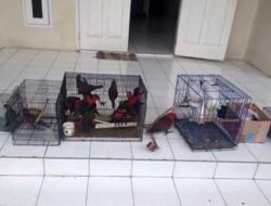 BKSDA Maluku Kembali Amankan 22 Satwa Dilindungi di Saumlaki