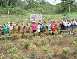 Panen Raya di KWT Kampung Waromi Hasilkan 180 Kg Cabai