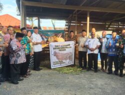Waterpauw Serahkan Sapi Brahma Bantuan Presiden dan Hewan Qurban Pemprov Papua Barat