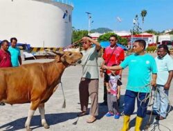 Sambut Idul Adha 1444H, Pertamina Potong 110 Hewan Qurban di Wilayah Papua-Maluku