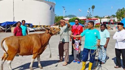 Sambut Idul Adha 1444H, Pertamina Potong 110 Hewan Qurban di Wilayah Papua-Maluku