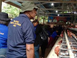 75 Peserta Pelatihan Budidaya Ayam Petelur di Biak Turun Lapangan