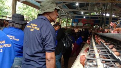 75 OAP Peternak Ayam Petelur turlap