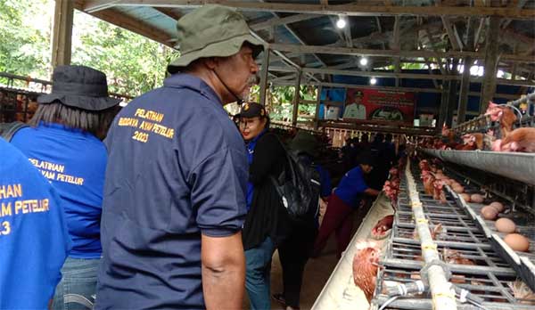 75 OAP Peternak Ayam Petelur turlap
