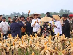 Tinjau Ladang Jagung di Keerom, Presiden Janji Datang Kembali