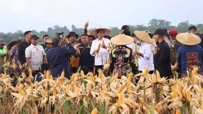 Tinjau Ladang Jagung di Keerom, Presiden Janji Datang Kembali