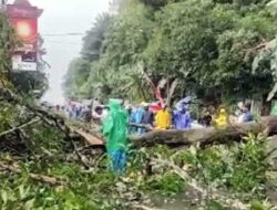 Pohon Tumbang di Hative Besar Sempat Putuskan Akses ke Bandara Pattimura