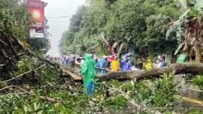 Pohon tumbang di Hative Besar