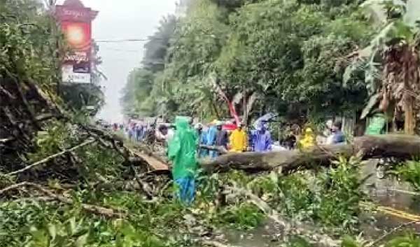 Pohon tumbang di Hative Besar
