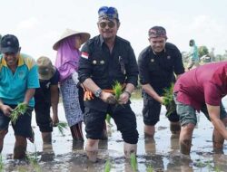 Gernas El Nino di NTB, Mentan SYL Tanam Padi dan Pimpin Pembuatan Biosaka untuk Petani