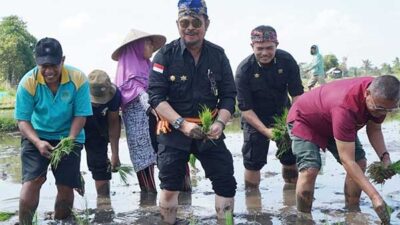 Gernas El Nino di NTB, Mentan SYL Tanam Padi dan Pimpin Pembuatan Biosaka untuk Petani