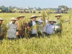 Wamendagri Panen Raya Padi di Nabire, Dorong Pemda Beri Perhatian Khusus ke Petani