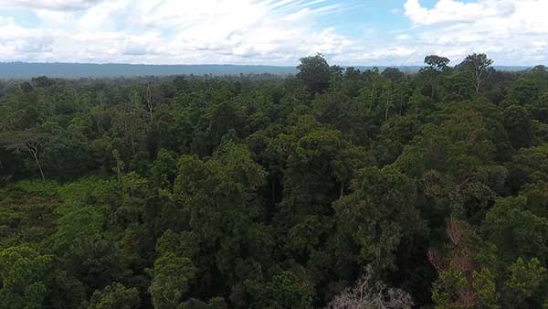 Hutan di Sorong Selatan 2 1