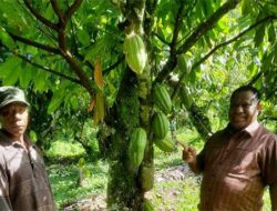 Komisi II DPR Papua Barat Kunker Dalam Daerah, Sambangi Kebun Kakao di Ransiki