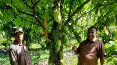 Komisi II DPR PB kunker Kebun Kakao Ransiki