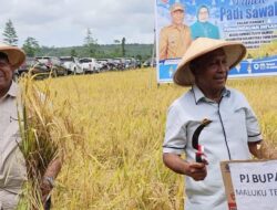 Pj Bupati Malteng Panen Raya Padi 300 Ha di Waimusi